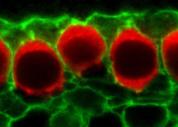 How cells in the developing ear ‘practice’ hearing