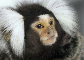 Humans probably not alone in how we perceive melodic pitch