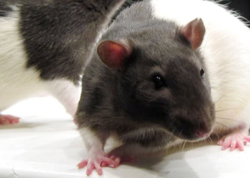 Flashing lights and music turn rats into problem gamblers