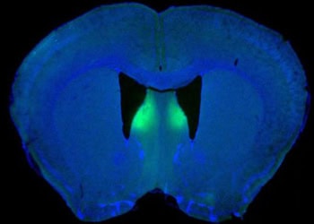 Origins of ‘rage’ identified in brain in male animal model