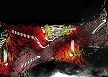 Researchers visualize cilia-based networks in the brain