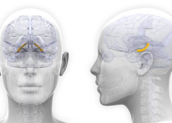 Female brain volume changes in sync with hormones, study finds