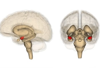 Research suggests amygdala neural circuits drive pleasure-inducing behavior