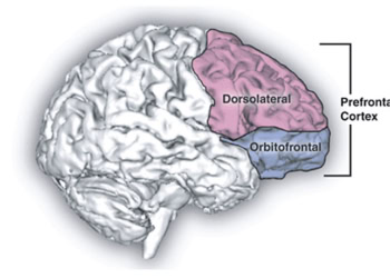 Study finds transcranial magnetic stimulation of the brain can reduce methamphetamine cravings