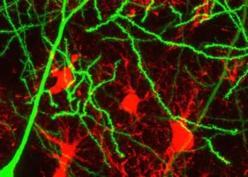 Often overlooked glial cell is key to learning and memory