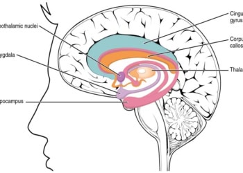 Recalling a dream could affect the neural processing of emotional stimuli