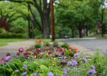 Neuroimaging study provides new details on the link between stress reduction and green urban landscapes