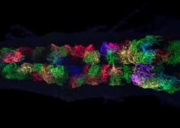 Astrocyte cells in the fruit fly brain are an on-off switch that controls when neurons can change and grow
