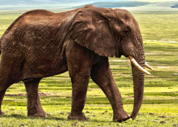 Do wild animals get PTSD? Scientists probe its evolutionary roots