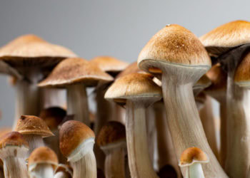 Clinical psychologists appear to have cautiously favorable attitudes toward psychedelic-assisted mental health treatments