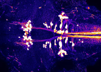 Microdosing zebrafish with LSD shows its potential benefits for humans