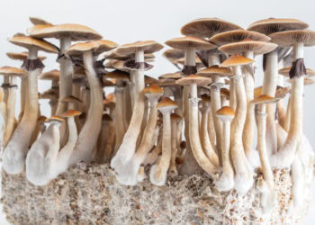 How credible is psilocybin-assisted therapy? Study suggests people are cautious about psychedelic treatment for depression