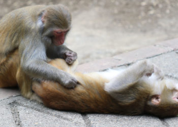 Having good friendships may make for a healthier gut microbiome