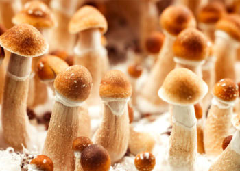 Psychedelic users tend to have greater objective knowledge about climate change, study finds