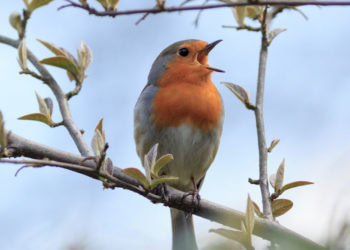 Listening to birdsongs might help to alleviate anxiety and paranoia