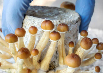 Antidepressants may diminish psilocybin’s effects even after discontinuation