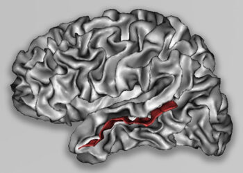 Greater interracial contact linked to more race-neutral brain responses in emotion perception