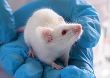 Consumption of gluten harms the hypothalamus region of the brain in male mice and may lead to obesity, study finds