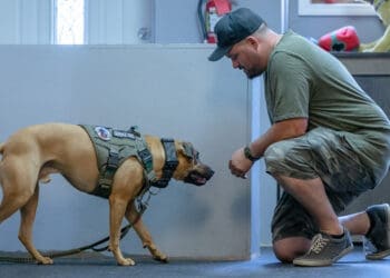 Contact with a service dog might help individuals with PTSD sleep better, study finds