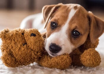 Dogs vs. cats: New study reveals which pets receive more care and attention