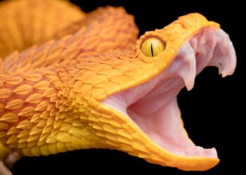 Somali and Czech populations share significant fear of vipers, suggesting universal phenomenon
