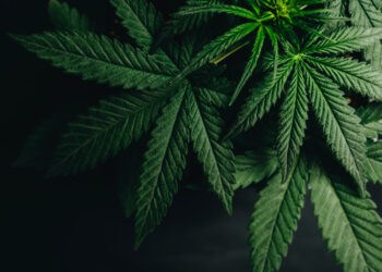 Cannabis and appetite: Scientists uncover the brain mechanism behind the munchies