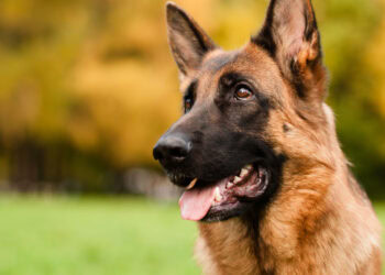 Dogs sniff out early signs of PTSD in breakthrough research