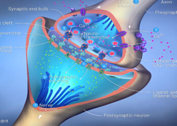 Researchers shed light on the neurobiological mechanism behind MDMA’s empathy-enhancing effects