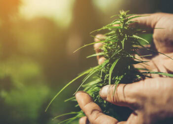 New research sheds light on cannabinoids’ impact on anxiety during alcohol withdrawal