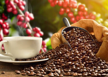 Polyphenols from coffee ameliorate cognitive deficits caused by stress