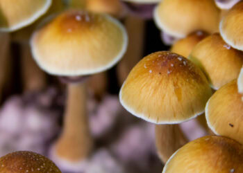 The science of magic mushrooms: Fascinating findings from 7 new studies of psilocybin