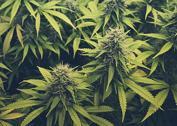 Hemp-derived cannabigerol shows promise in reducing anxiety — and maybe even improving memory