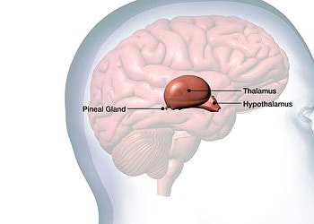 Reduced pineal gland volume observed in patients with obsessive-compulsive disorder
