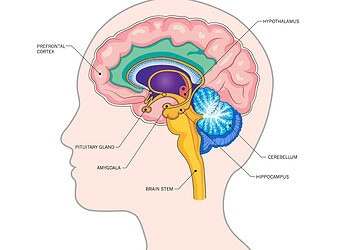 Antidepressant escitalopram boosts amygdala activity