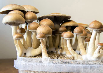 Magic mushrooms may help reverse stress-induced memory deficits, new study suggests