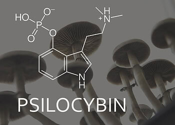 Psilocybin alters how rats balance risks and rewards, researchers find