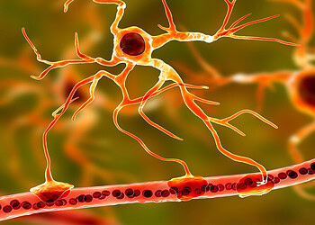 Scientists reveal the disturbing impact of wildfire smoke on key brain cells