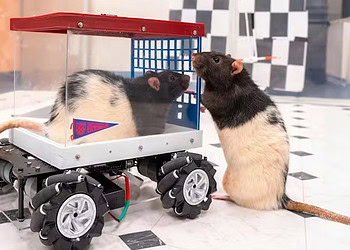 I’m a neuroscientist who taught rats to drive − their joy suggests how anticipating fun can enrich human life
