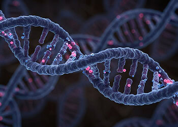 New Habsburg research reveals reproductive consequences of royal inbreeding