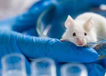 Sleep disruption interferes with consolidation of fear memories, study finds