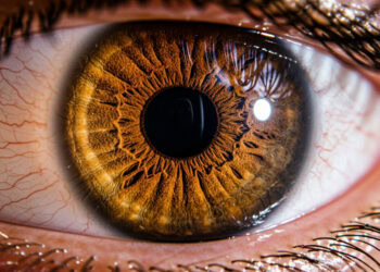 Scientists uncover hidden rhythm between breathing and vision