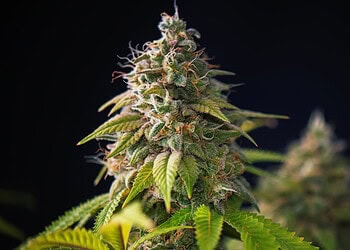 Researchers uncover causal evidence that cannabis legalization reduces problematic consumption