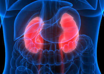 Scientists uncover kidney-to-brain route for Parkinson’s-related protein spread