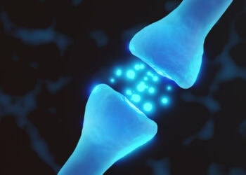 Researchers identify neural mechanism behind memory prioritization