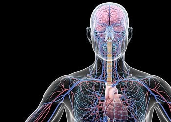 Scientists fed people a fat-filled milkshake – it disrupted blood flow to their brains within hours