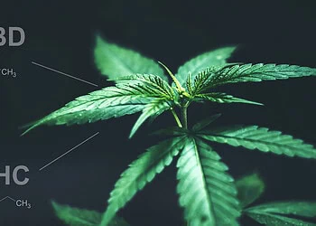 Psychology researchers identify a “burnout to extremism” pipeline