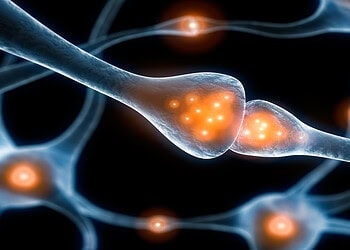 Scientists identify a mysterious brain signal tied to stress and hormone pulses