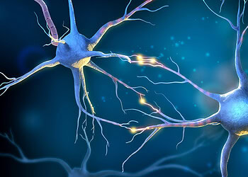 In neuroscience breakthrough, scientists identify key component of how exercise triggers neurogenesis