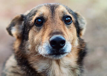 Cute puppy with expressive eyes, highlighting animal behavior and emotional expressions.