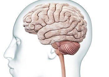 Shyness linked to spontaneous activity in the brain’s cerebellum